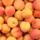 box of apricots